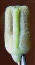  Schizocarpic Fruit